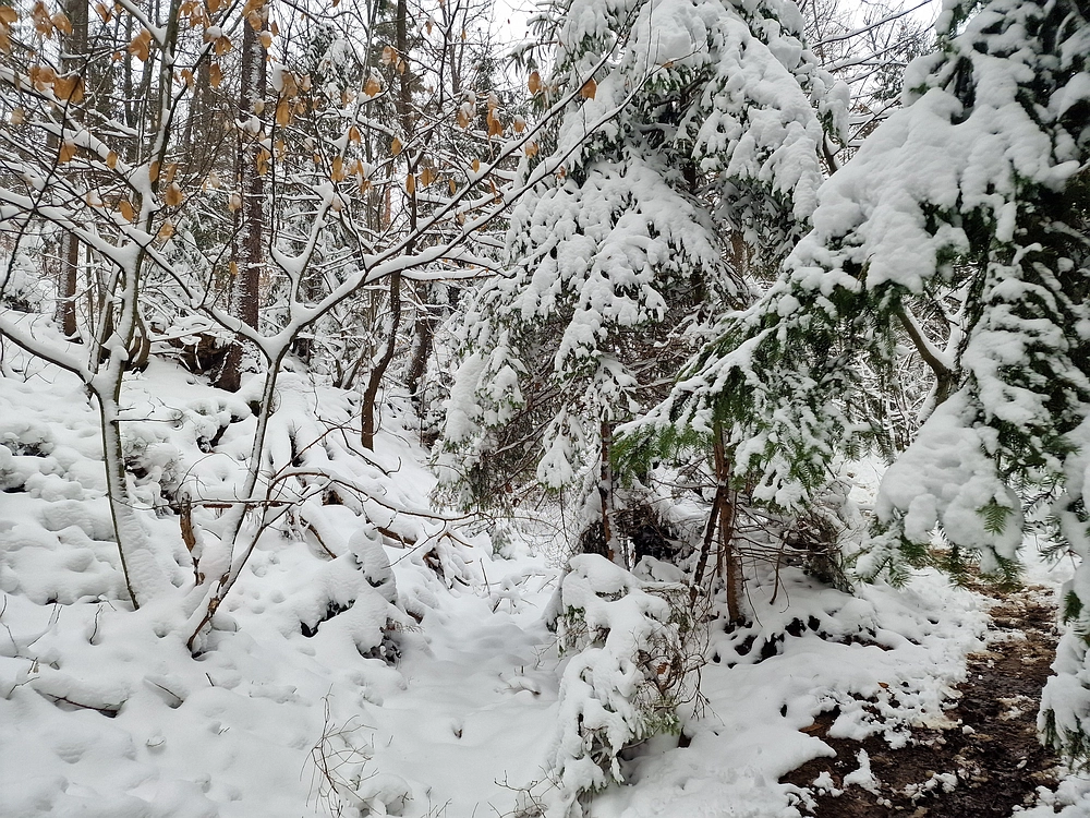 Mrzlica čez Zg. Čeče, 26. 12. 2025