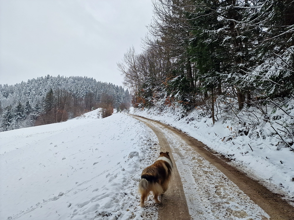 Mrzlica čez Zg. Čeče, 26. 12. 2025