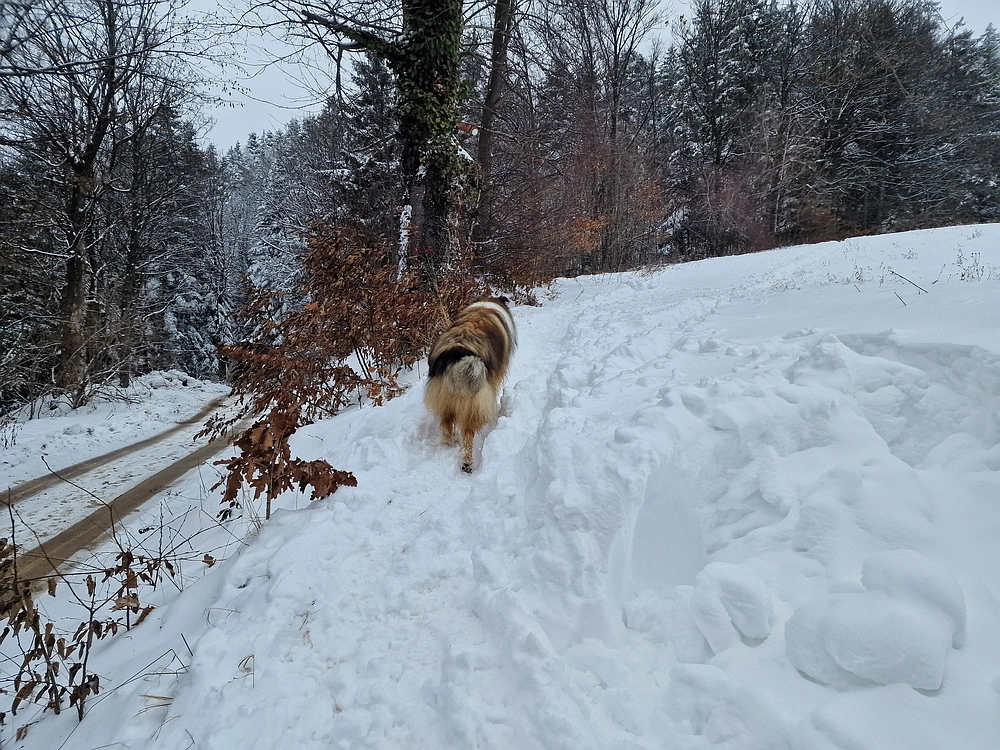 Mrzlica čez Zg. Čeče, 26. 12. 2025