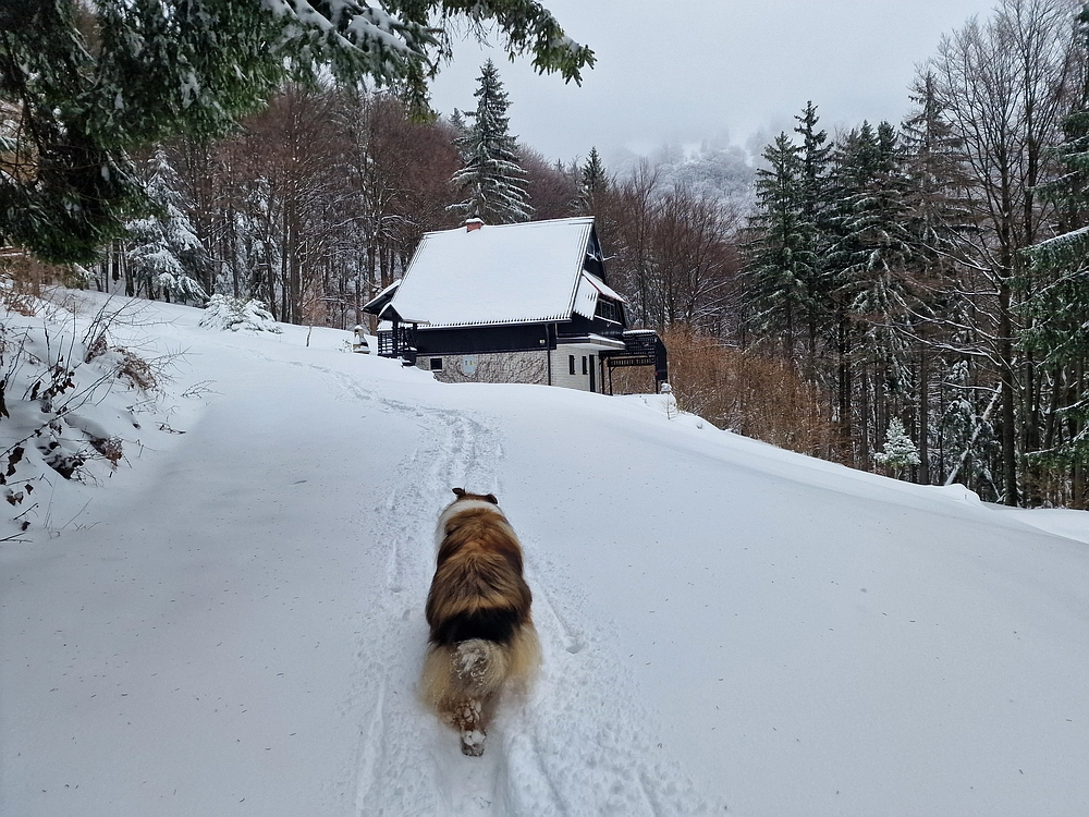 Mrzlica čez Zg. Čeče, 26. 12. 2025