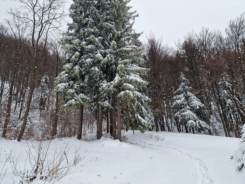 Mrzlica čez Zg. Čeče, 26. 12. 2025