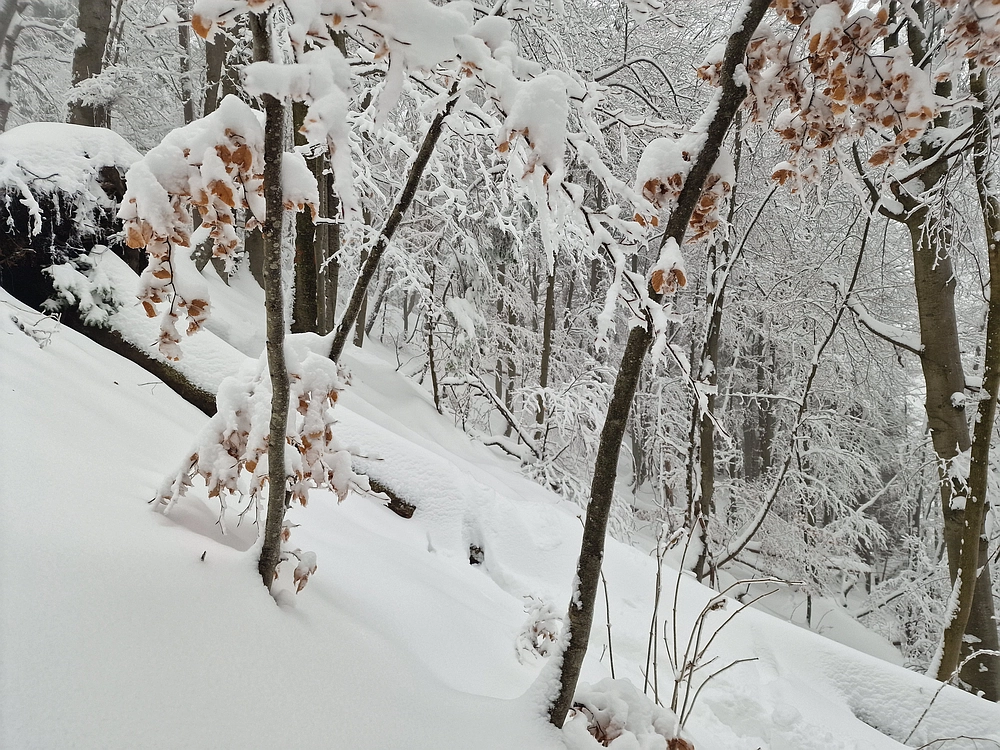 Mrzlica čez Zg. Čeče, 26. 12. 2025