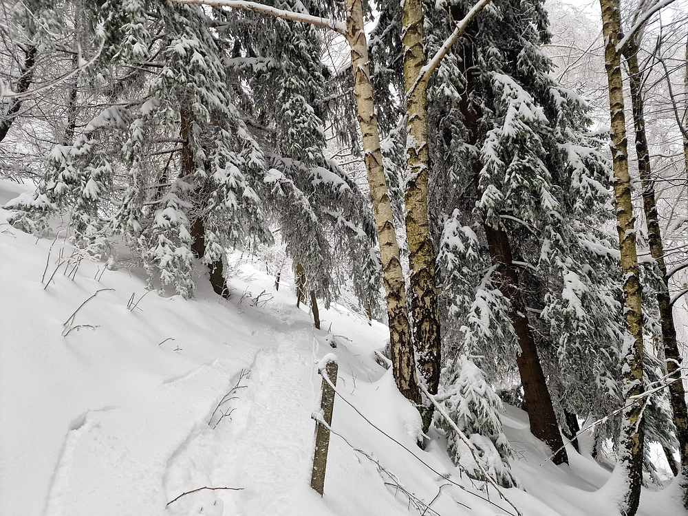 Mrzlica čez Zg. Čeče, 26. 12. 2025