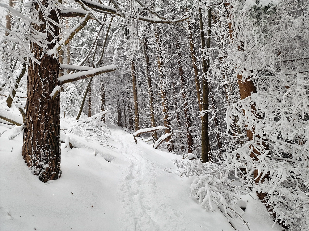 Mrzlica čez Zg. Čeče, 26. 12. 2025
