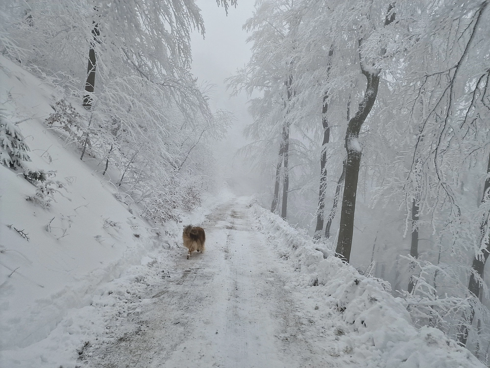Mrzlica čez Zg. Čeče, 26. 12. 2025