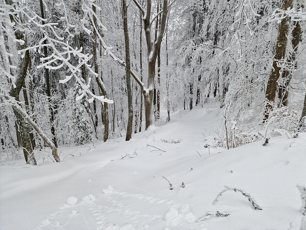 Mrzlica čez Zg. Čeče, 26. 12. 2025