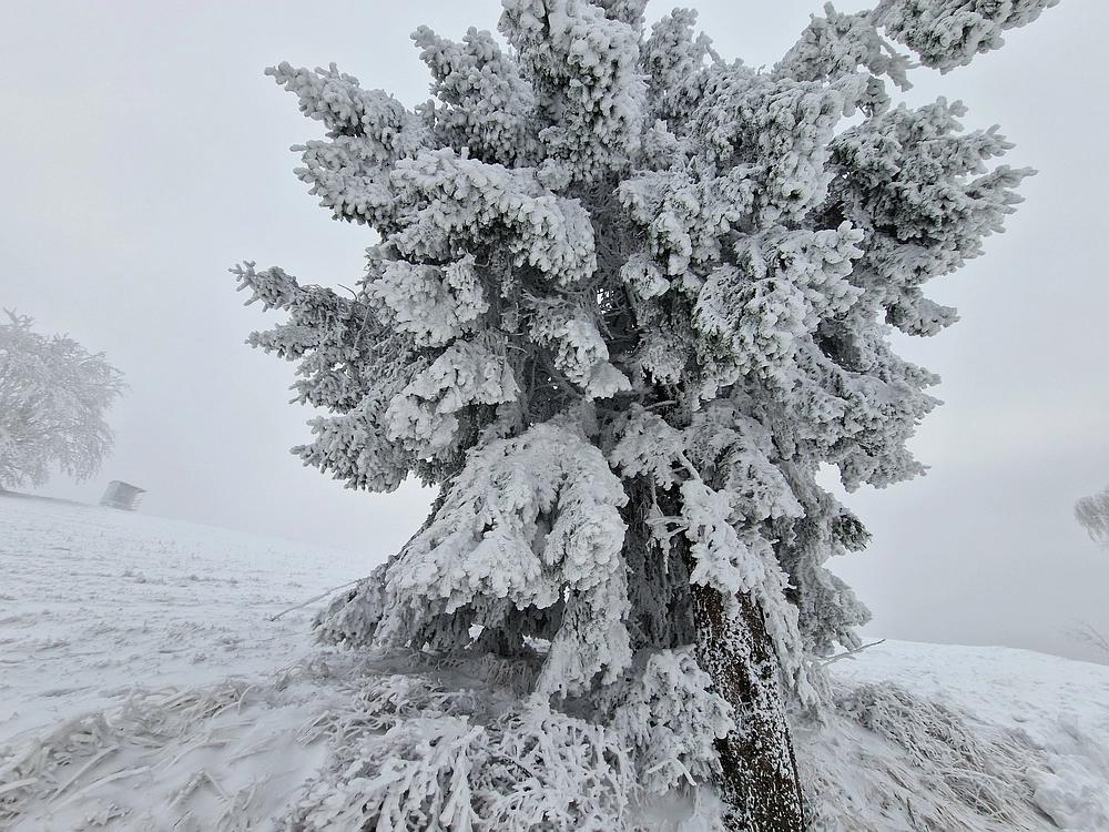Mrzlica čez Zg. Čeče, 26. 12. 2025