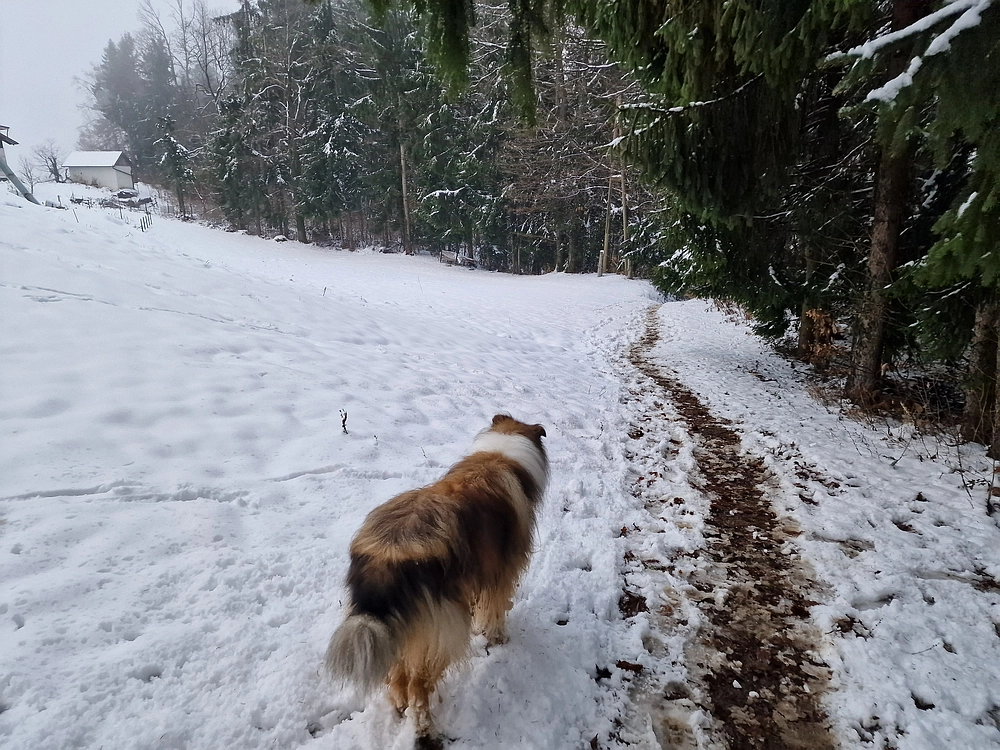 Mrzlica čez Zg. Čeče, 26. 12. 2025