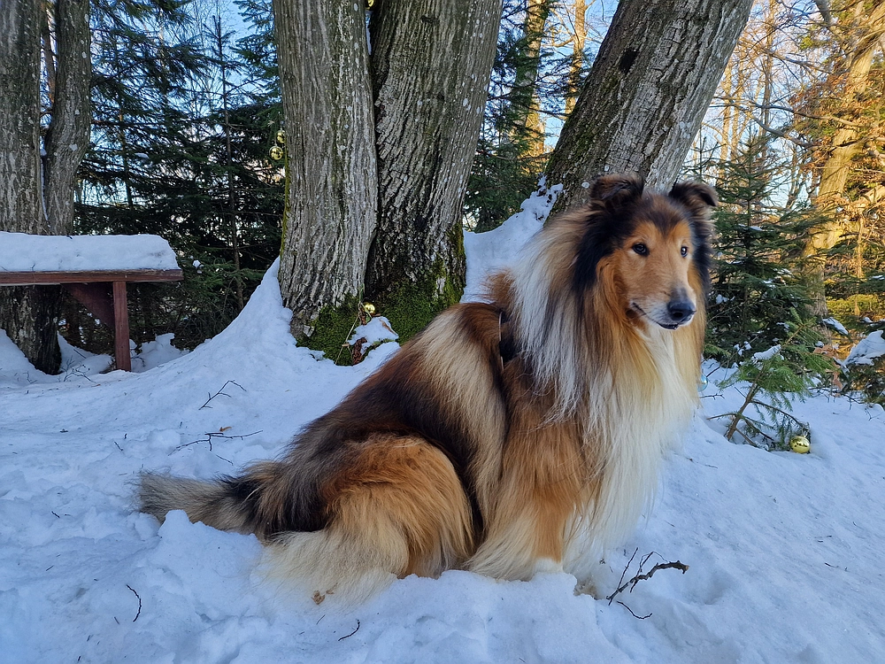 Reška planina, 31. 12. 2025