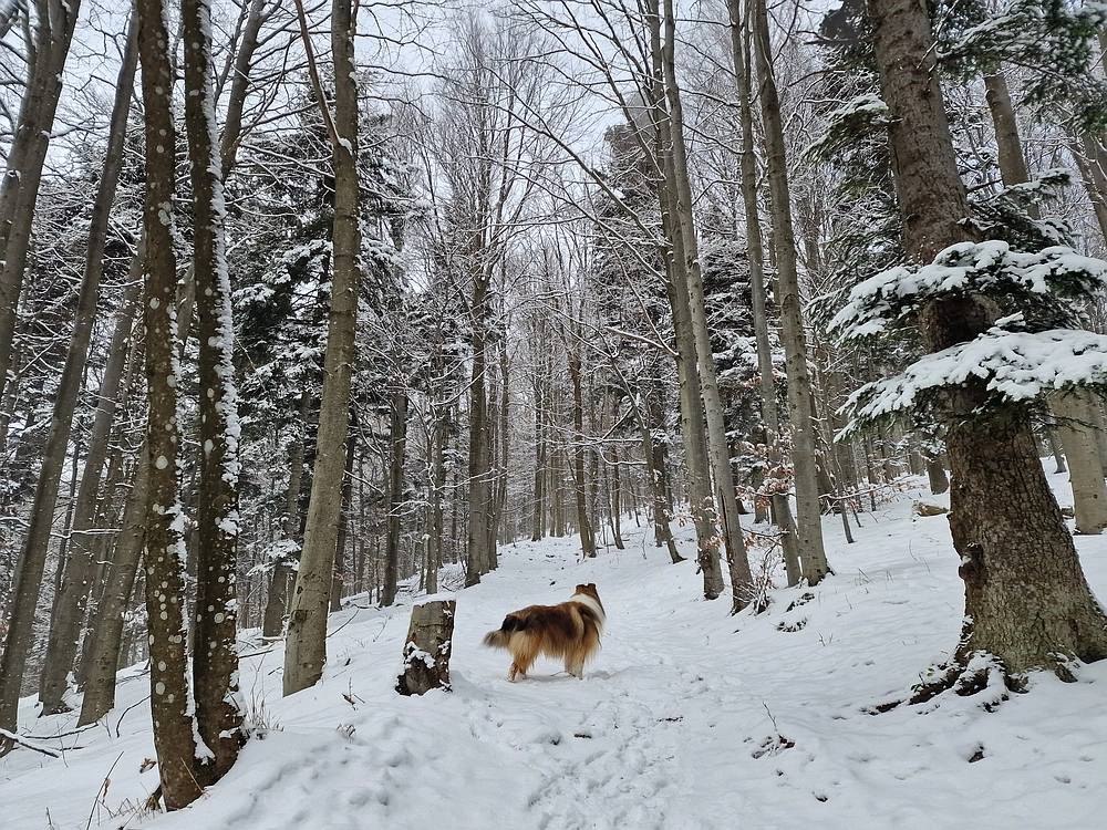 Stolpnik, 3. 1. 2026