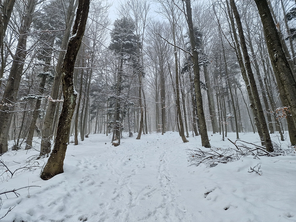 Stolpnik, 3. 1. 2026