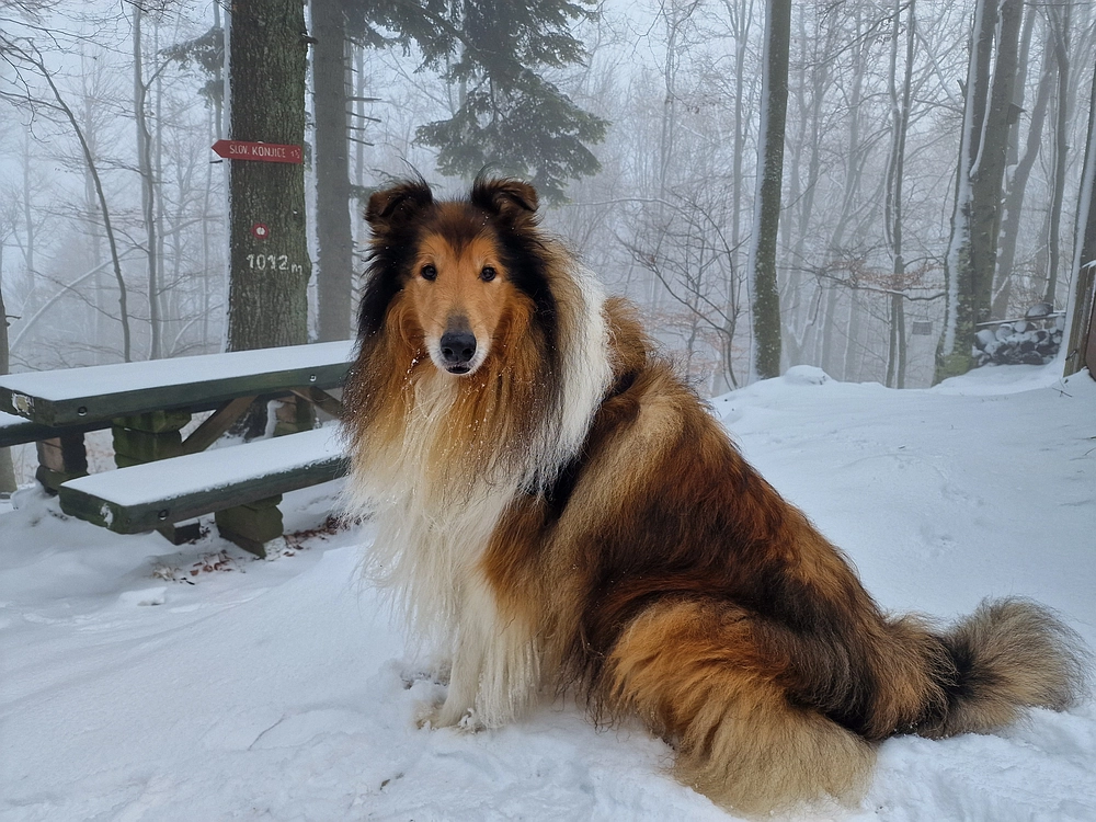 Stolpnik, 3. 1. 2026