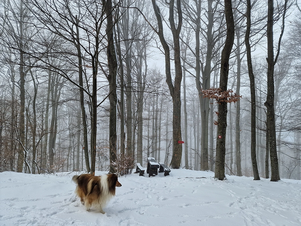 Stolpnik, 3. 1. 2026