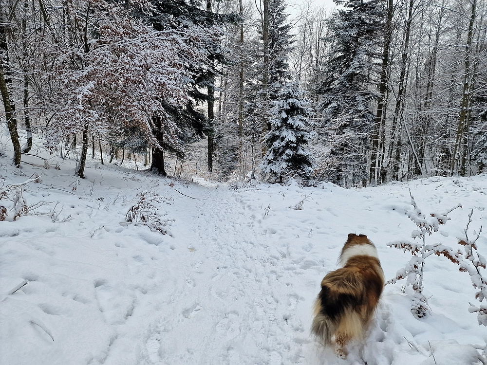 Stolpnik, 3. 1. 2026