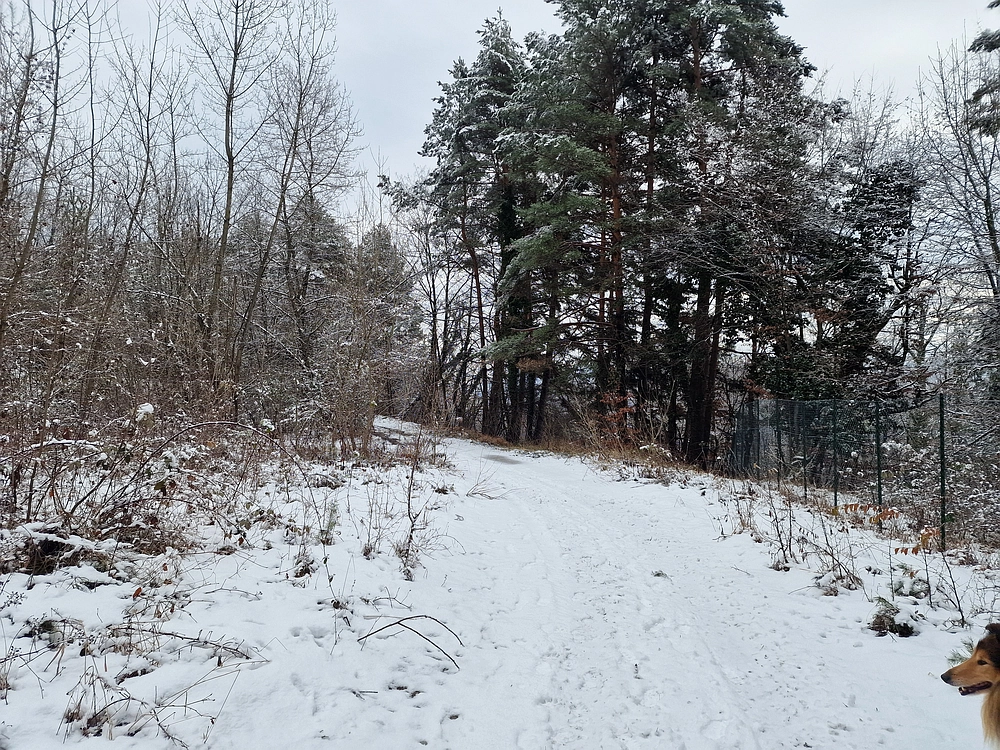 Žrebljev hrib, 4. 1. 2026