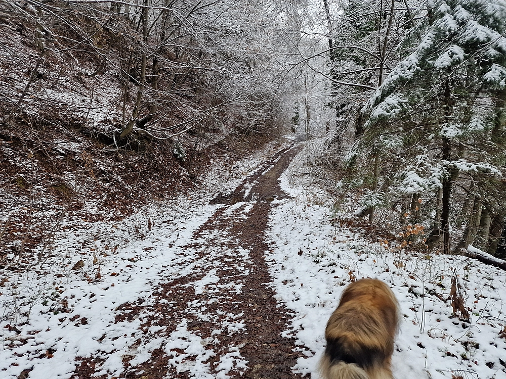Žrebljev hrib, 4. 1. 2026