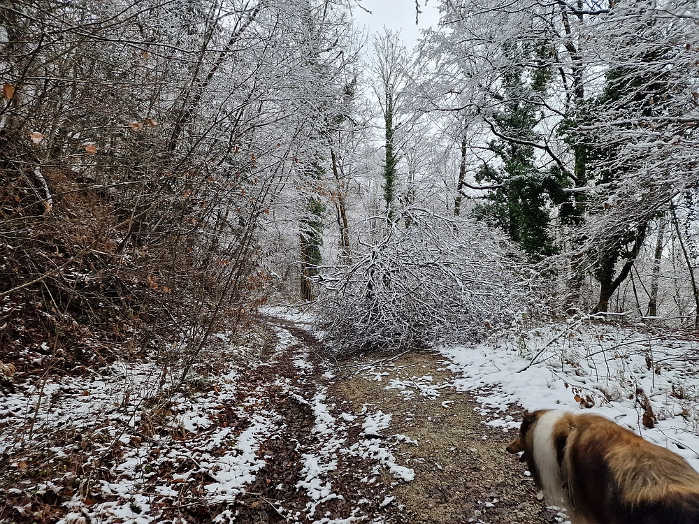 Žrebljev hrib, 4. 1. 2026