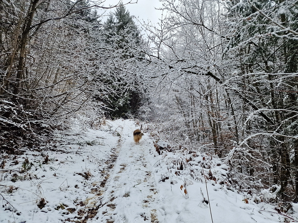 Žrebljev hrib, 4. 1. 2026