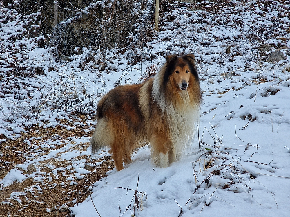 Žrebljev hrib, 4. 1. 2026