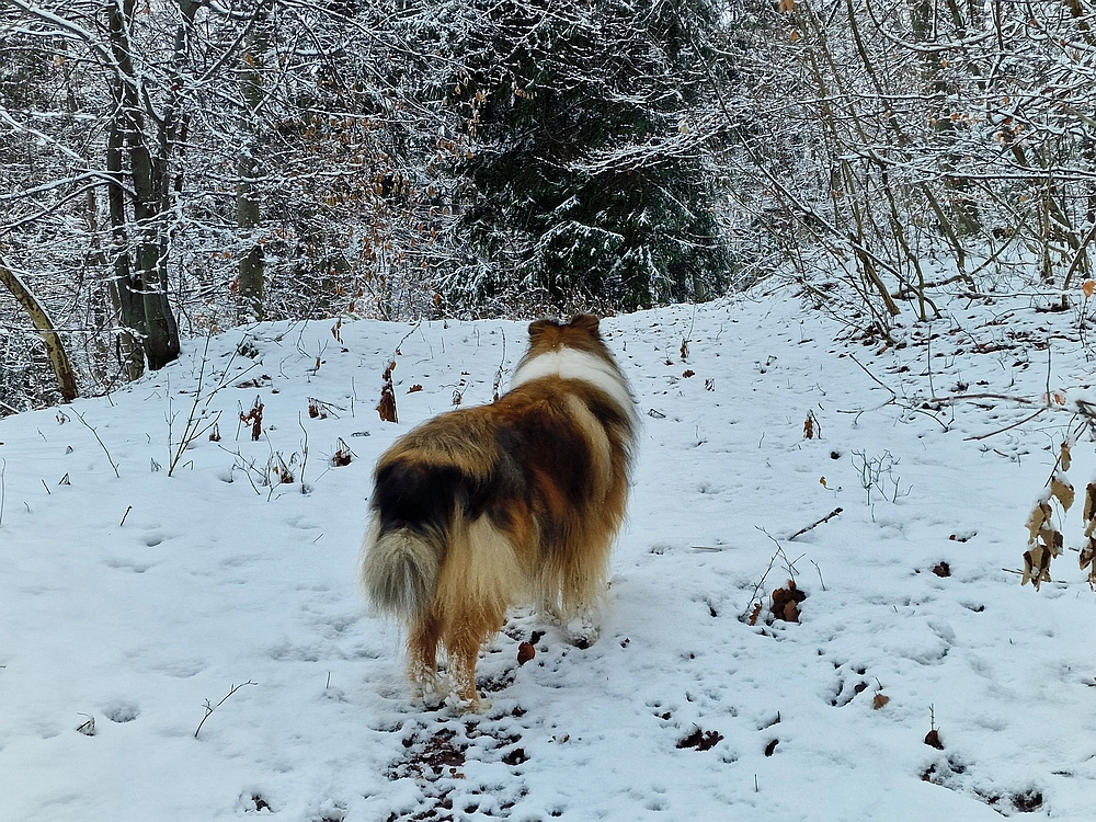 Žrebljev hrib, 4. 1. 2026