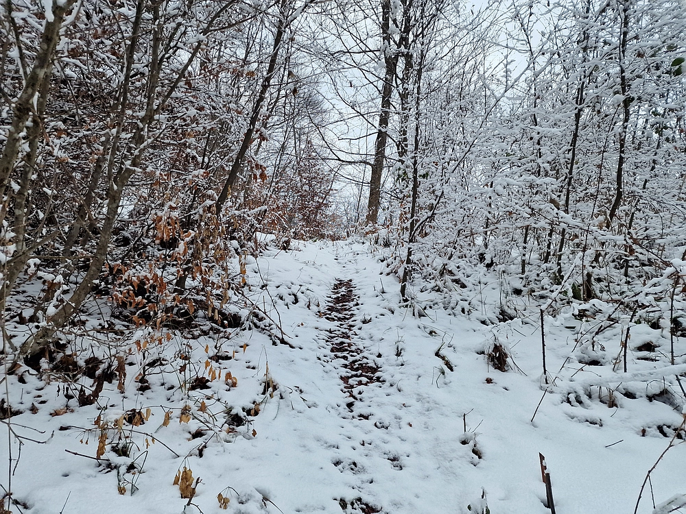 Žrebljev hrib, 4. 1. 2026