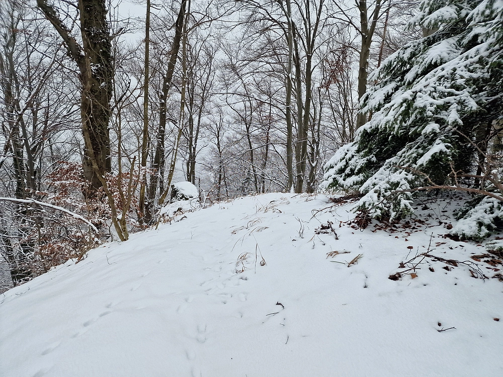 Žrebljev hrib, 4. 1. 2026