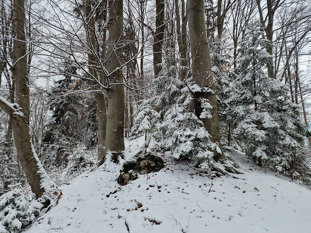 Žrebljev hrib, 4. 1. 2026