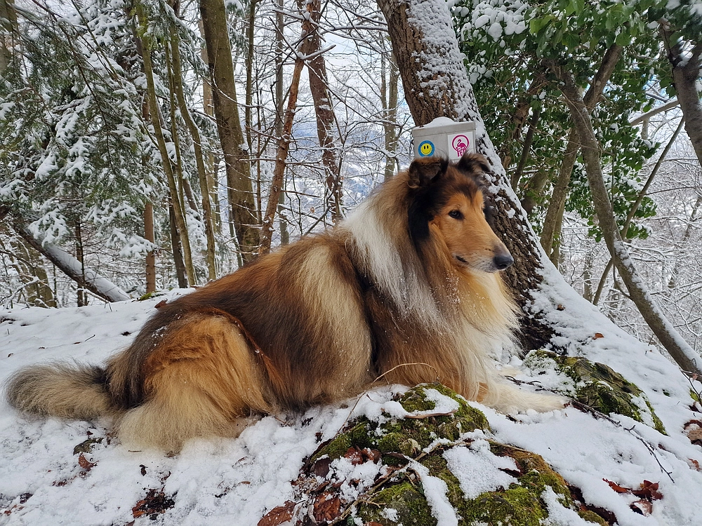 Žrebljev hrib, 4. 1. 2026