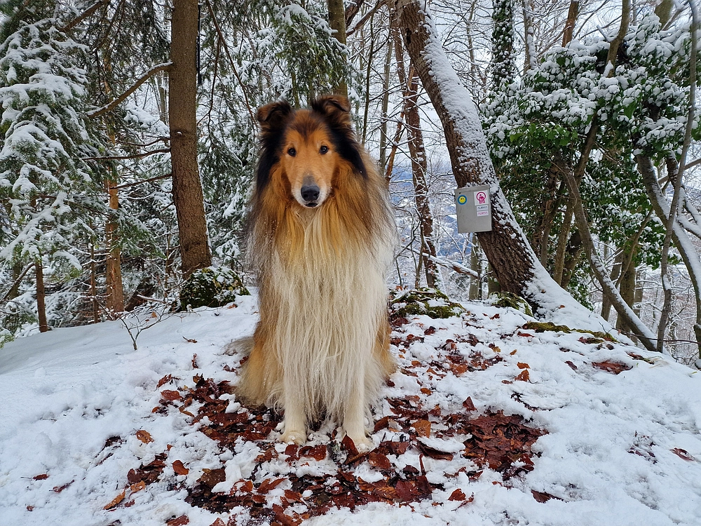 Žrebljev hrib, 4. 1. 2026