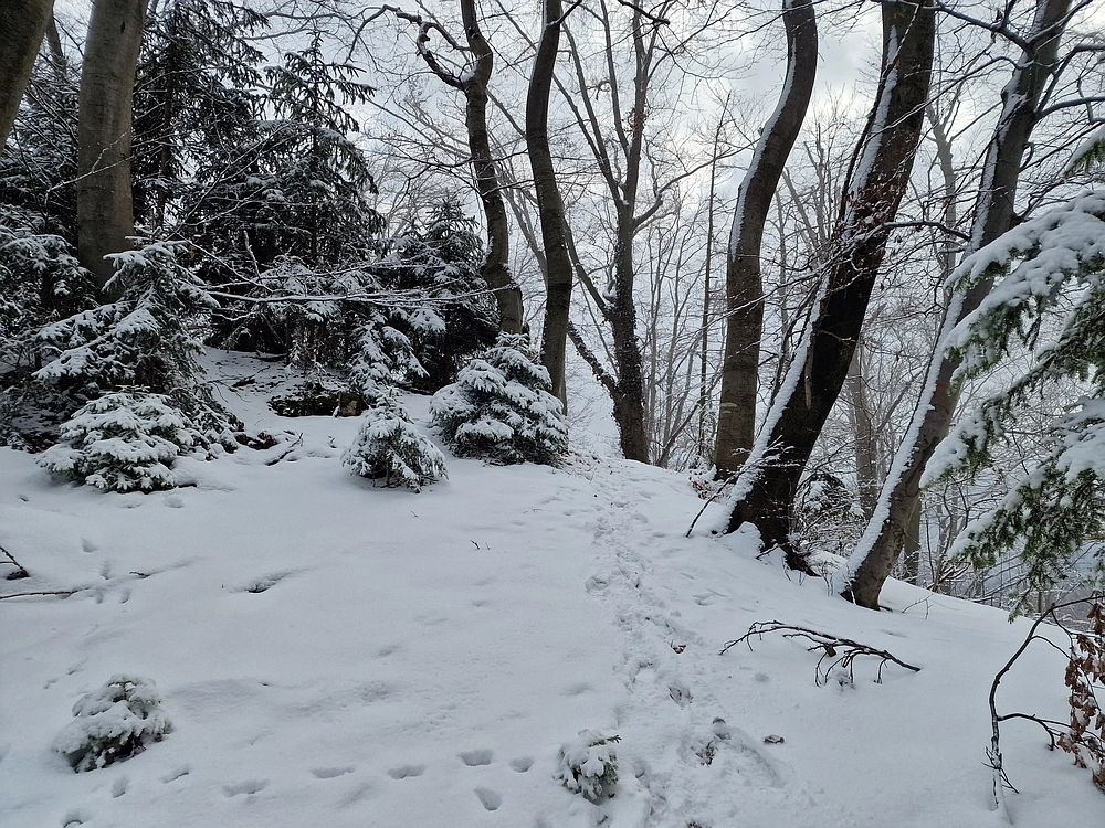 Žrebljev hrib, 4. 1. 2026