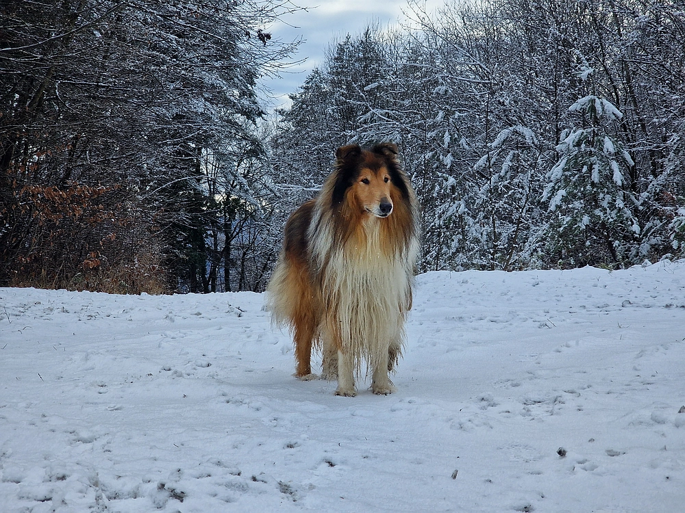 Žrebljev hrib, 4. 1. 2026
