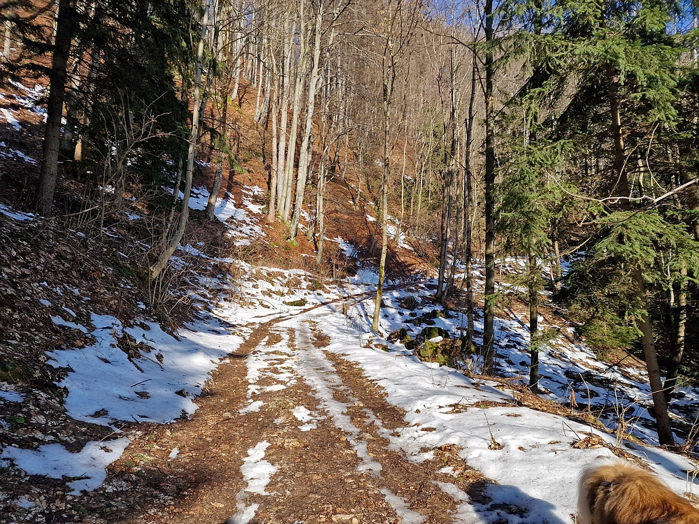 Javor, Sv. Planina, 18. 1. 2026