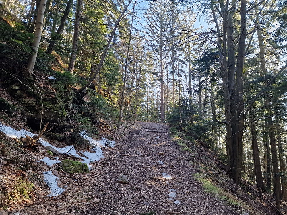 Javor, Sv. Planina, 18. 1. 2026