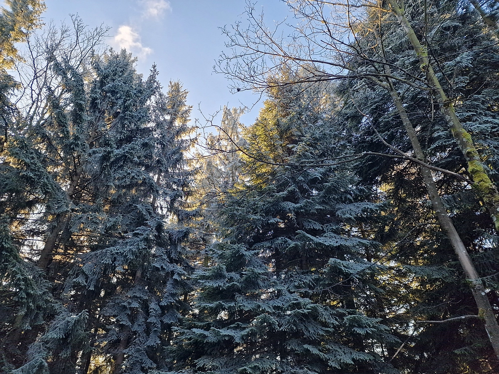 Javor, Sv. Planina, 18. 1. 2026