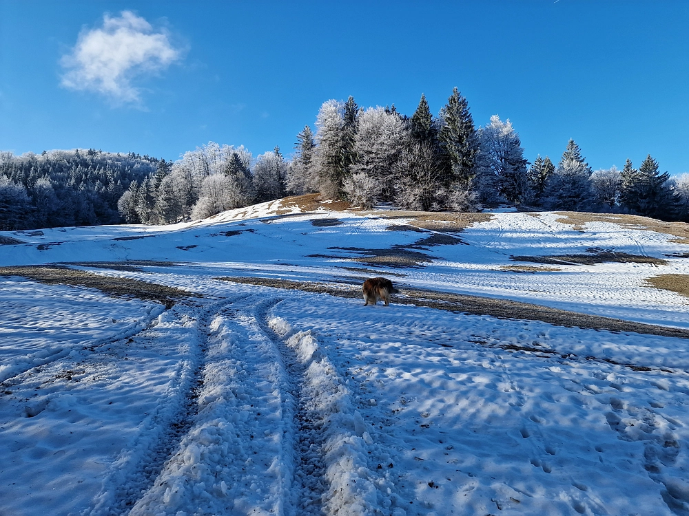 Javor, Sv. Planina, 18. 1. 2026