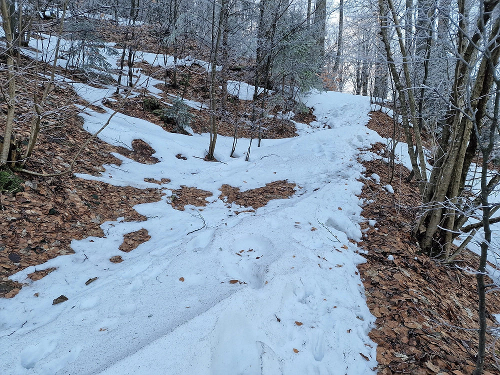 Javor, Sv. Planina, 18. 1. 2026