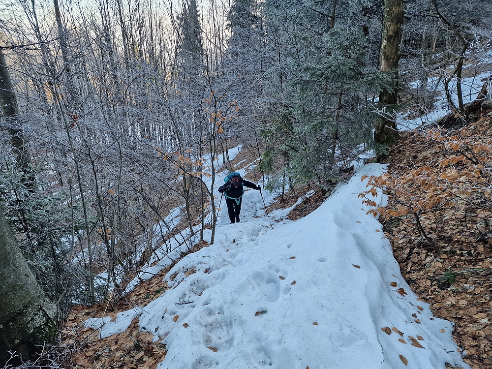 Javor, Sv. Planina, 18. 1. 2026