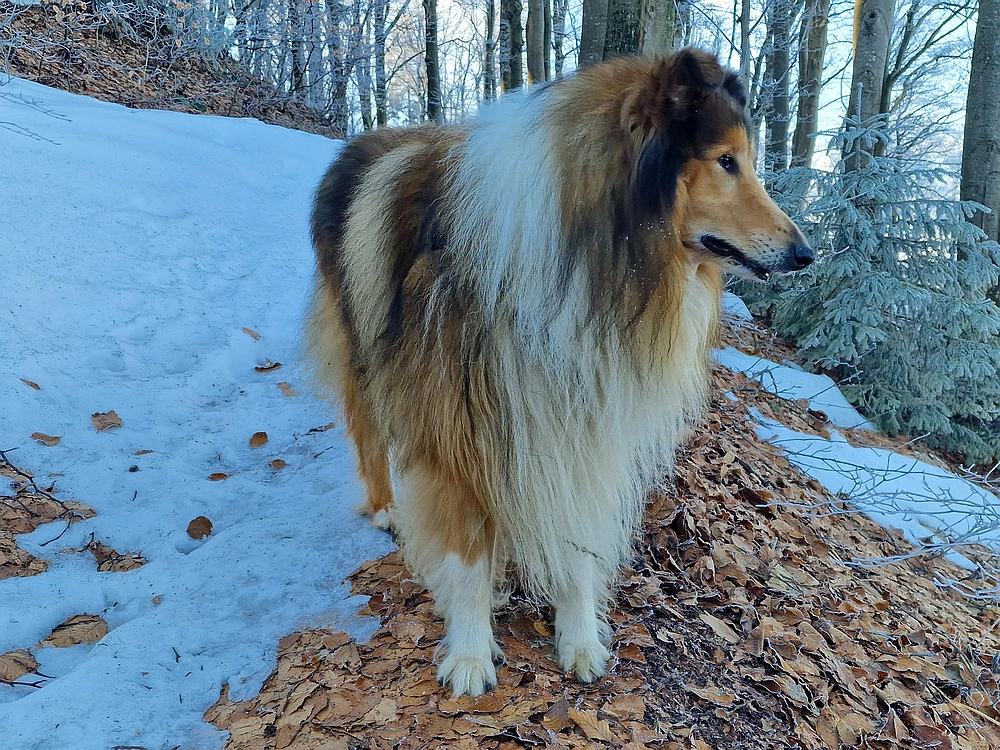 Javor, Sv. Planina, 18. 1. 2026