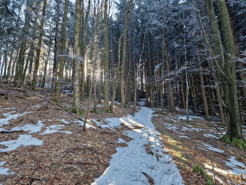 Javor, Sv. Planina, 18. 1. 2026