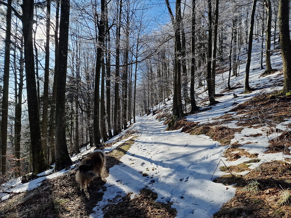 Javor, Sv. Planina, 18. 1. 2026