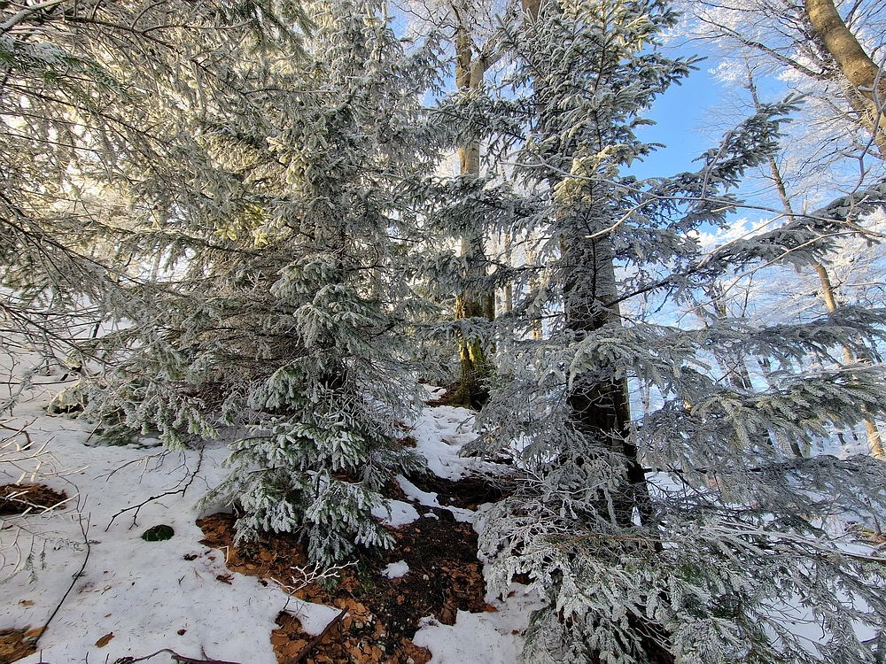 Javor, Sv. Planina, 18. 1. 2026