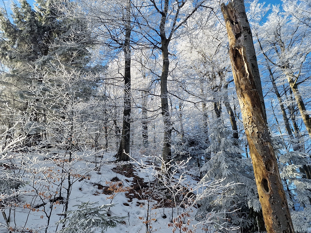 Javor, Sv. Planina, 18. 1. 2026