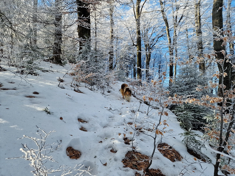 Javor, Sv. Planina, 18. 1. 2026