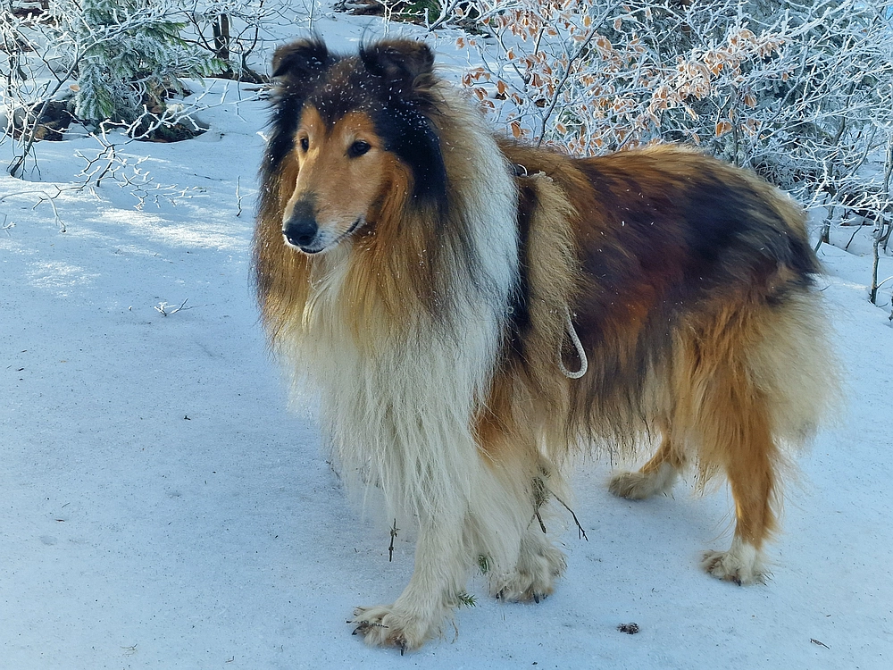 Javor, Sv. Planina, 18. 1. 2026