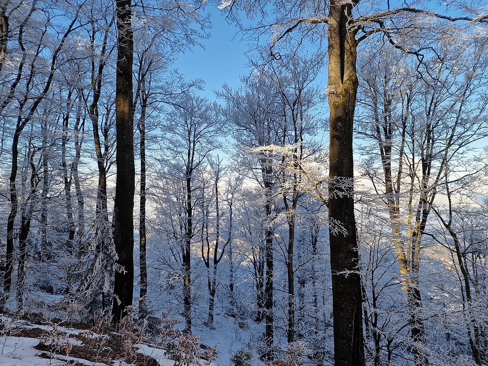 Javor, Sv. Planina, 18. 1. 2026