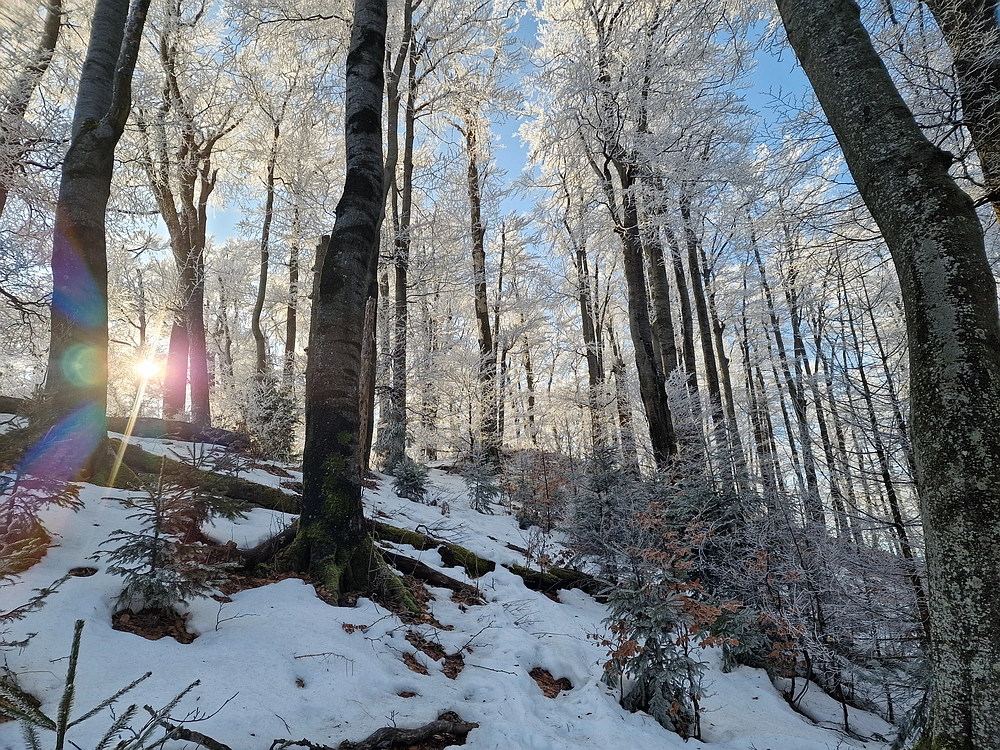 Javor, Sv. Planina, 18. 1. 2026