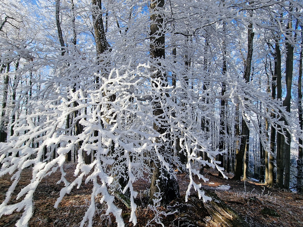 Javor, Sv. Planina, 18. 1. 2026