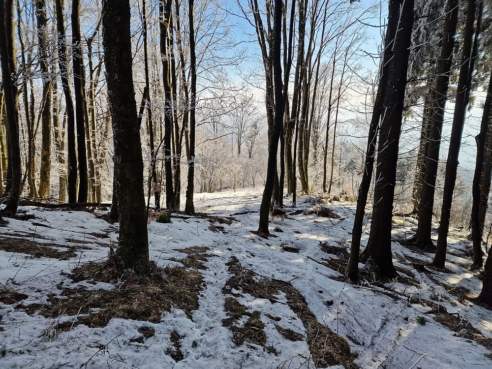 Javor, Sv. Planina, 18. 1. 2026