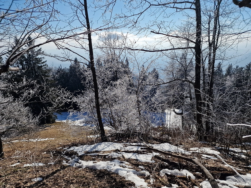 Javor, Sv. Planina, 18. 1. 2026