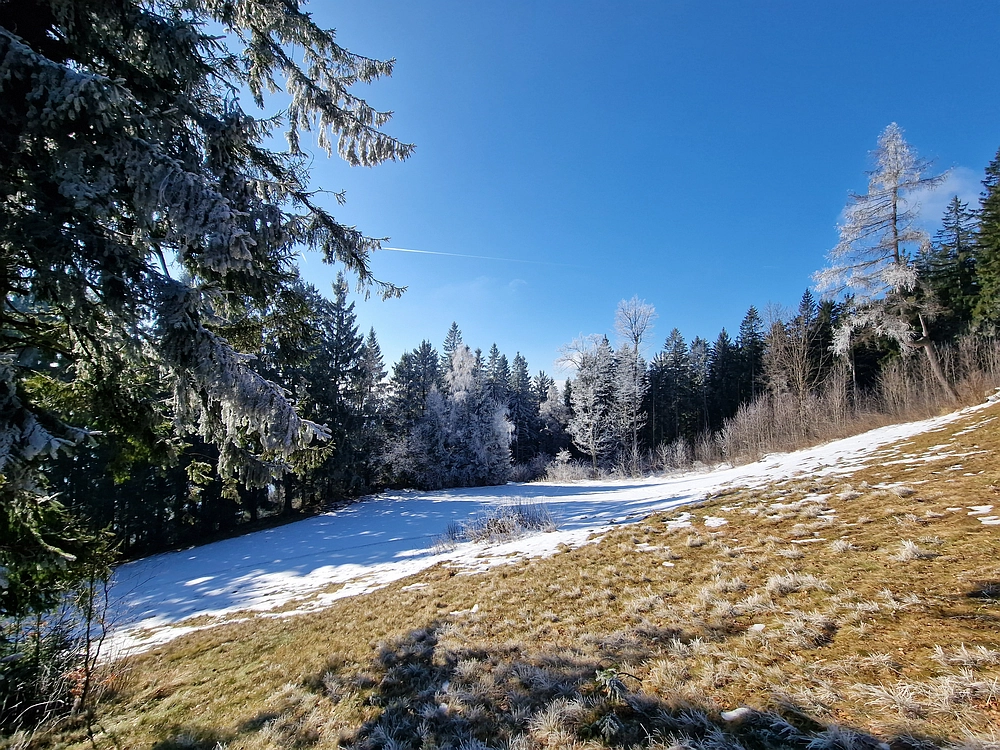 Javor, Sv. Planina, 18. 1. 2026